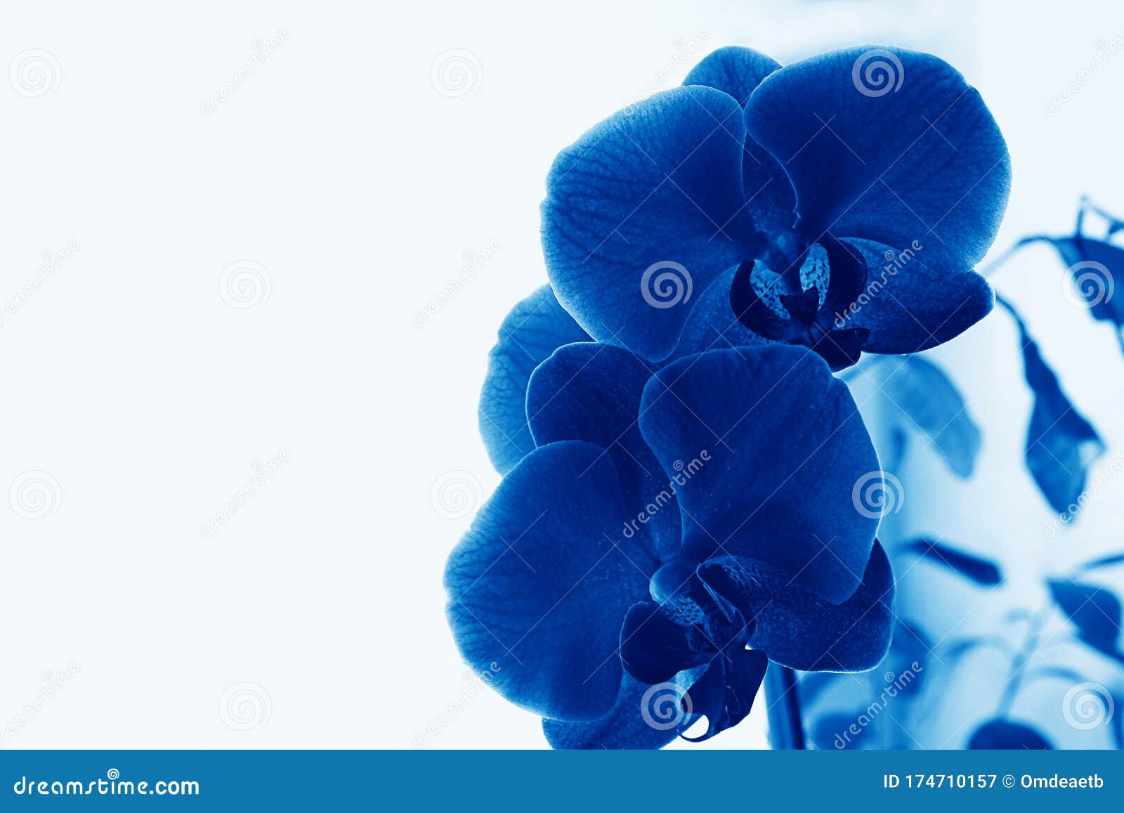 Blue Phalaenopsis Orchid Flower on a White Background. Purple Phalaenopsis  Flowers on the Right Butterfly Orchid . Selective Focus Stock Image - Image  of closeup, delicate: 174710157