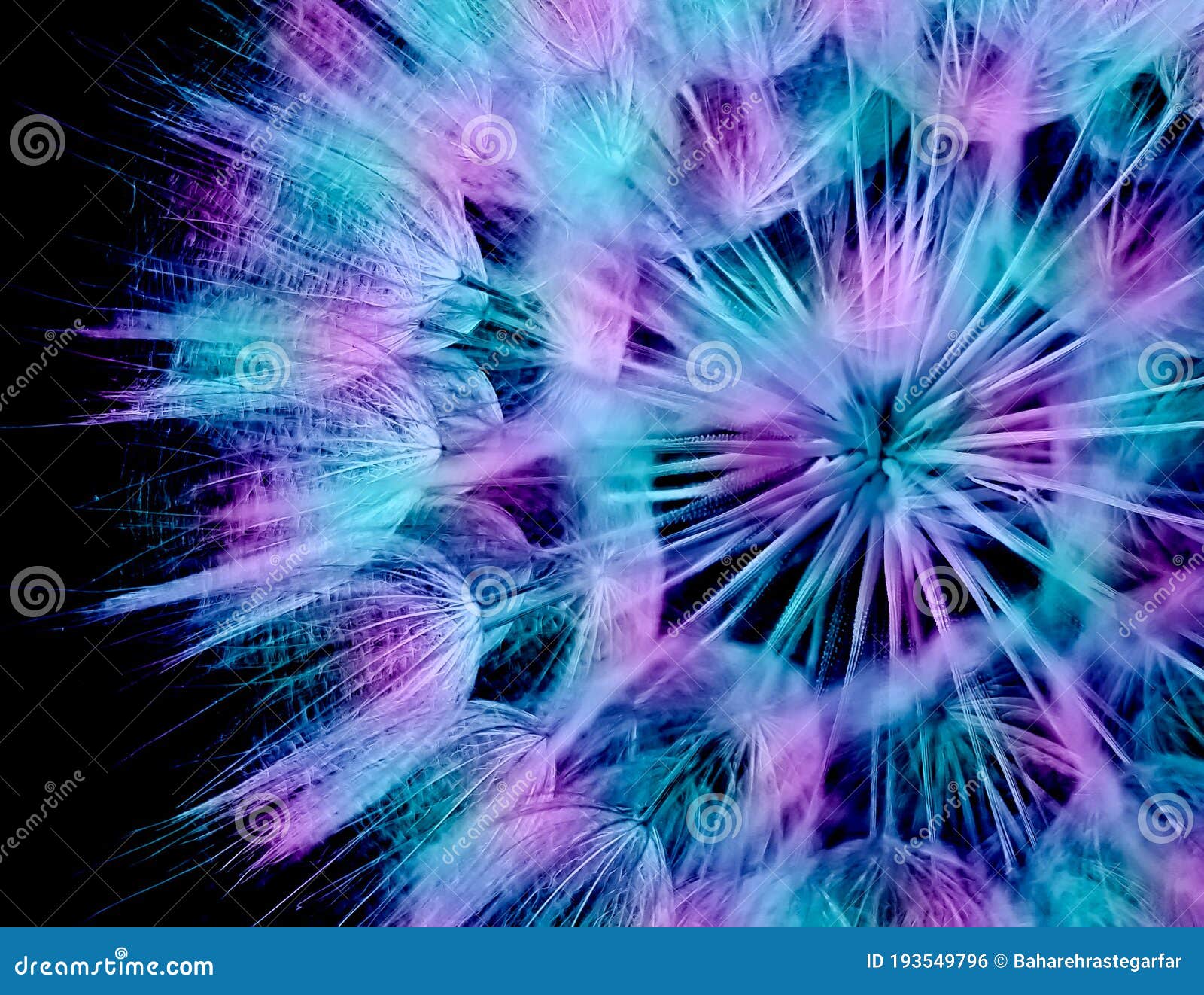 blue and pink dandelion seeds.
