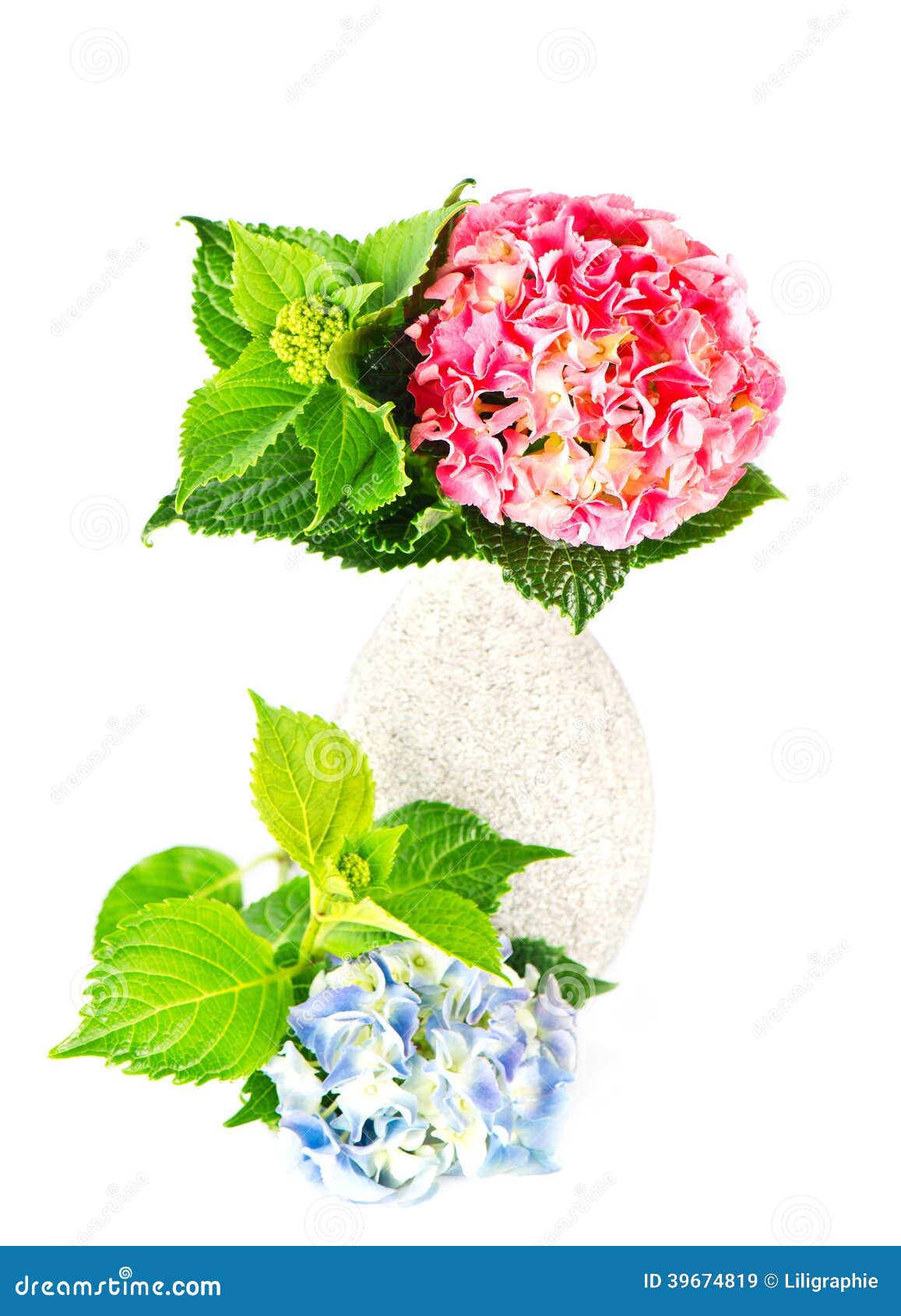 Blue And Pink Hydrangea Flowers Stock Image Image of beautiful