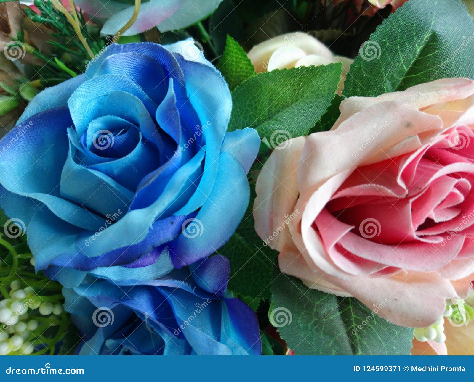 Blue and pink roses stock image. Image of roses, colorful 124599371
