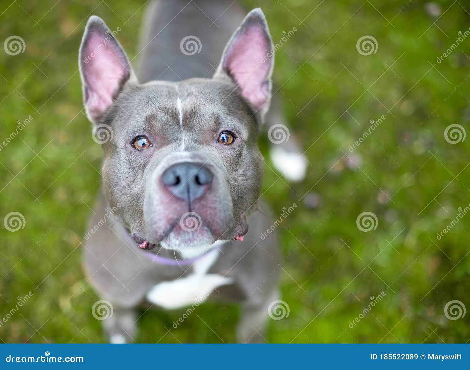 images Blue Pitbull Staffordshire Terrier Mix dreamstime com
