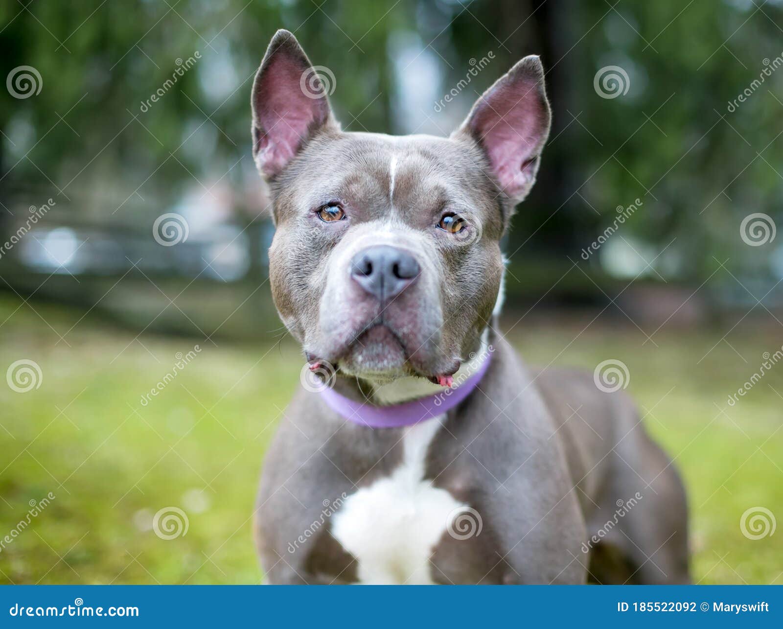 images Blue Pitbull Staffordshire Terrier Mix dreamstime com