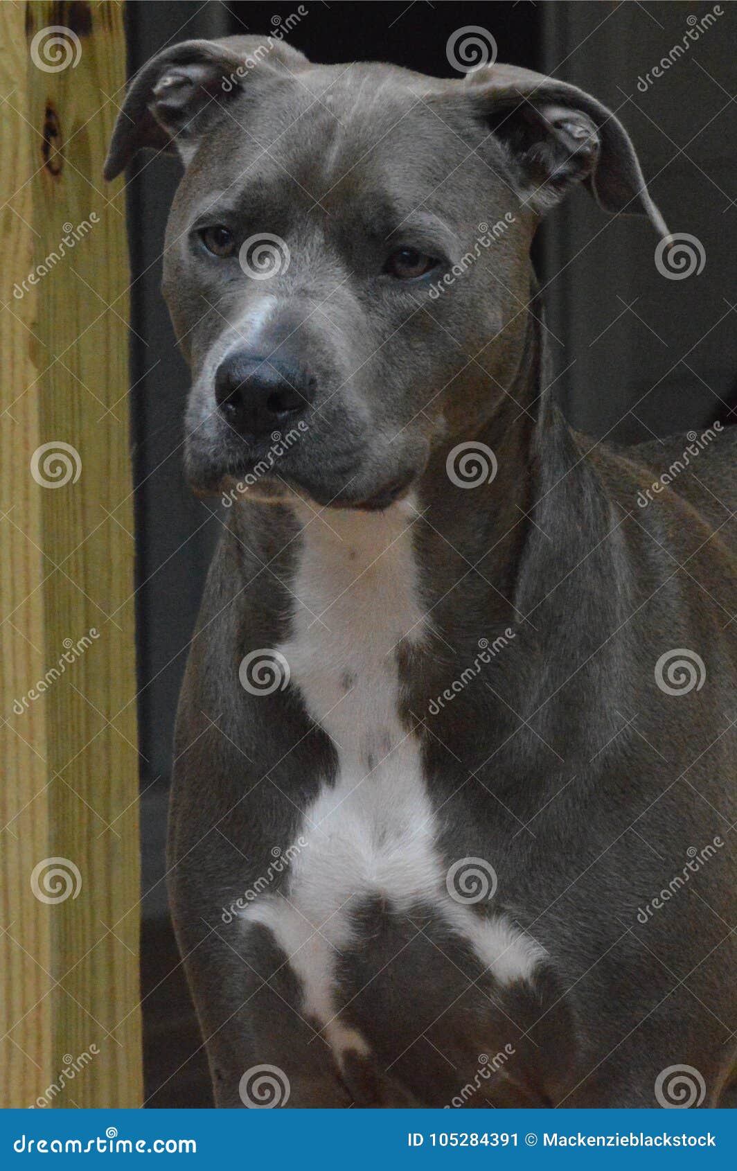 https www dreamstime com blue pitbull face pit standing porch looking towards camera ears back image105284391