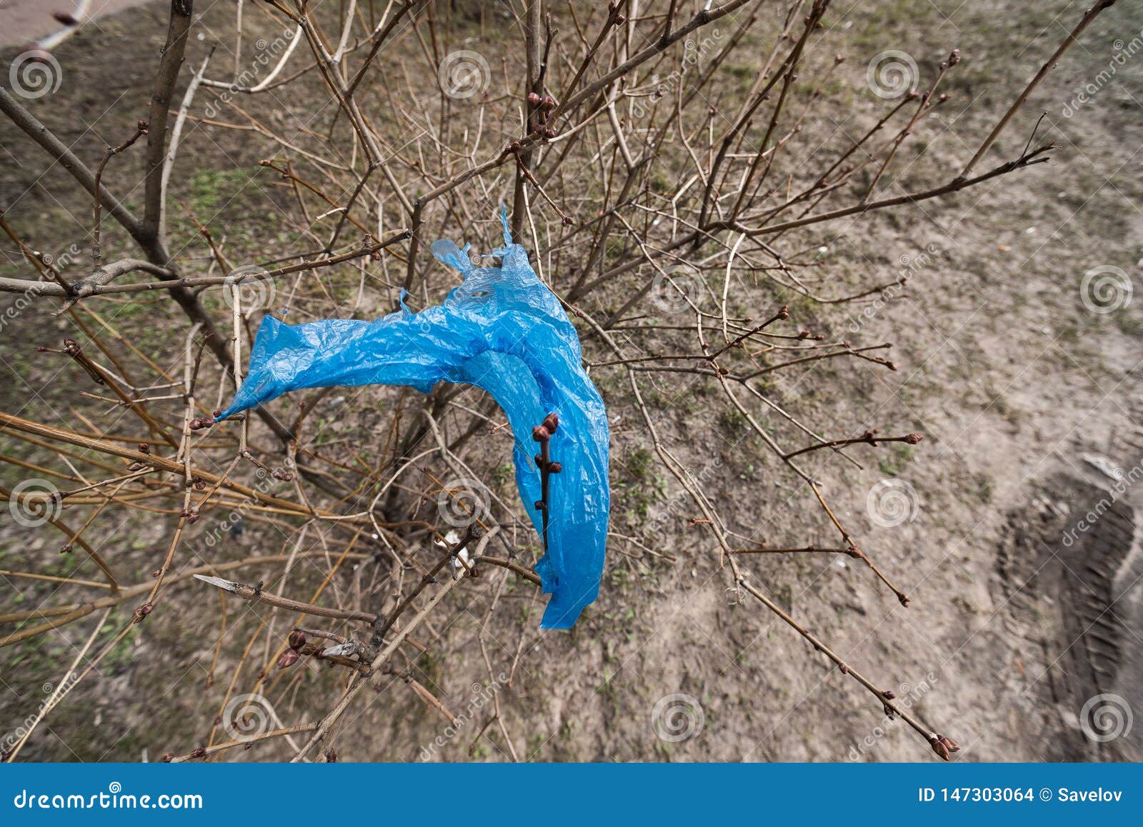 Blue Plastic Bag Hanging on a Bush Stock Photo Image of plastic, bush