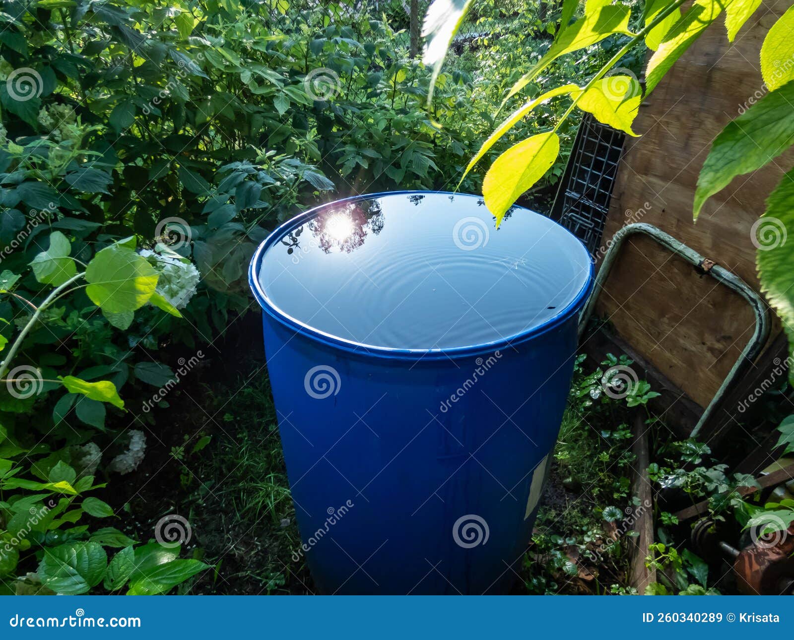 Blue, Plastic Water Barrel Reused for Collecting and Storing Rainwater ...