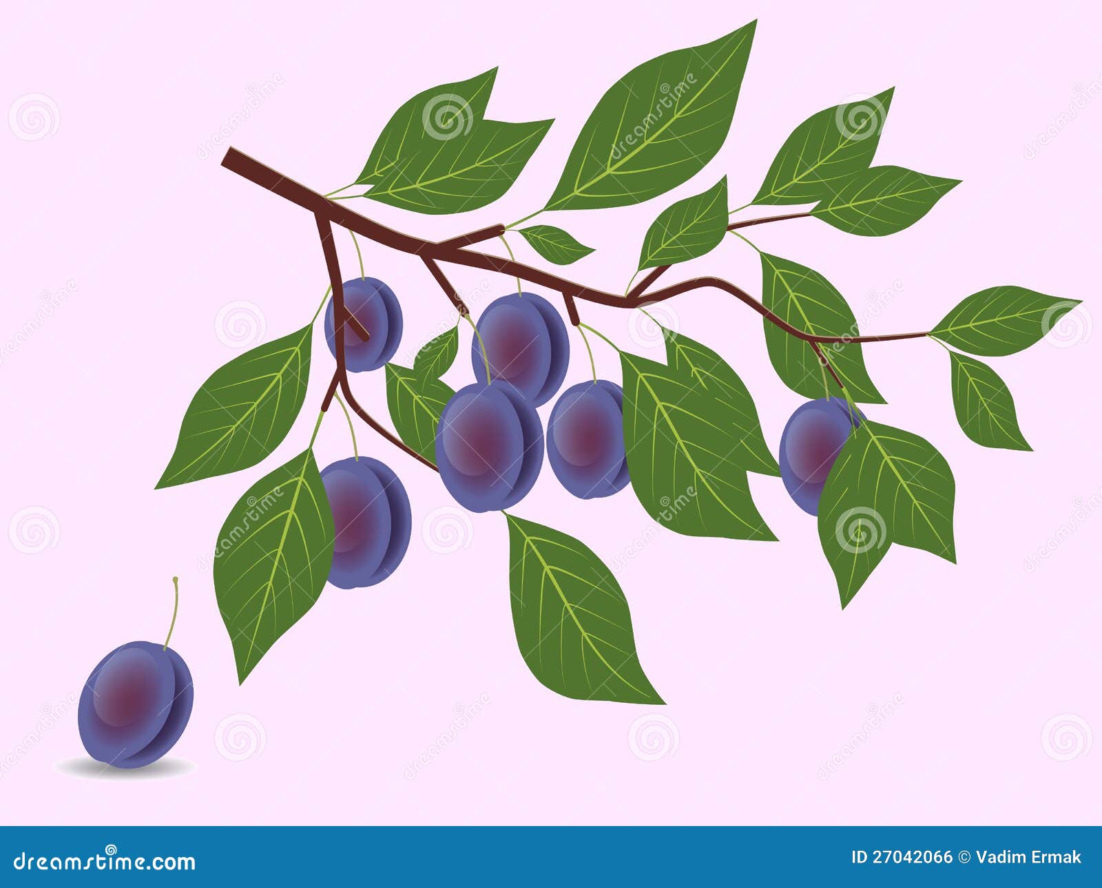 Plum Branch Pencil Drawing RoyaltyFree Stock Photo 131932125