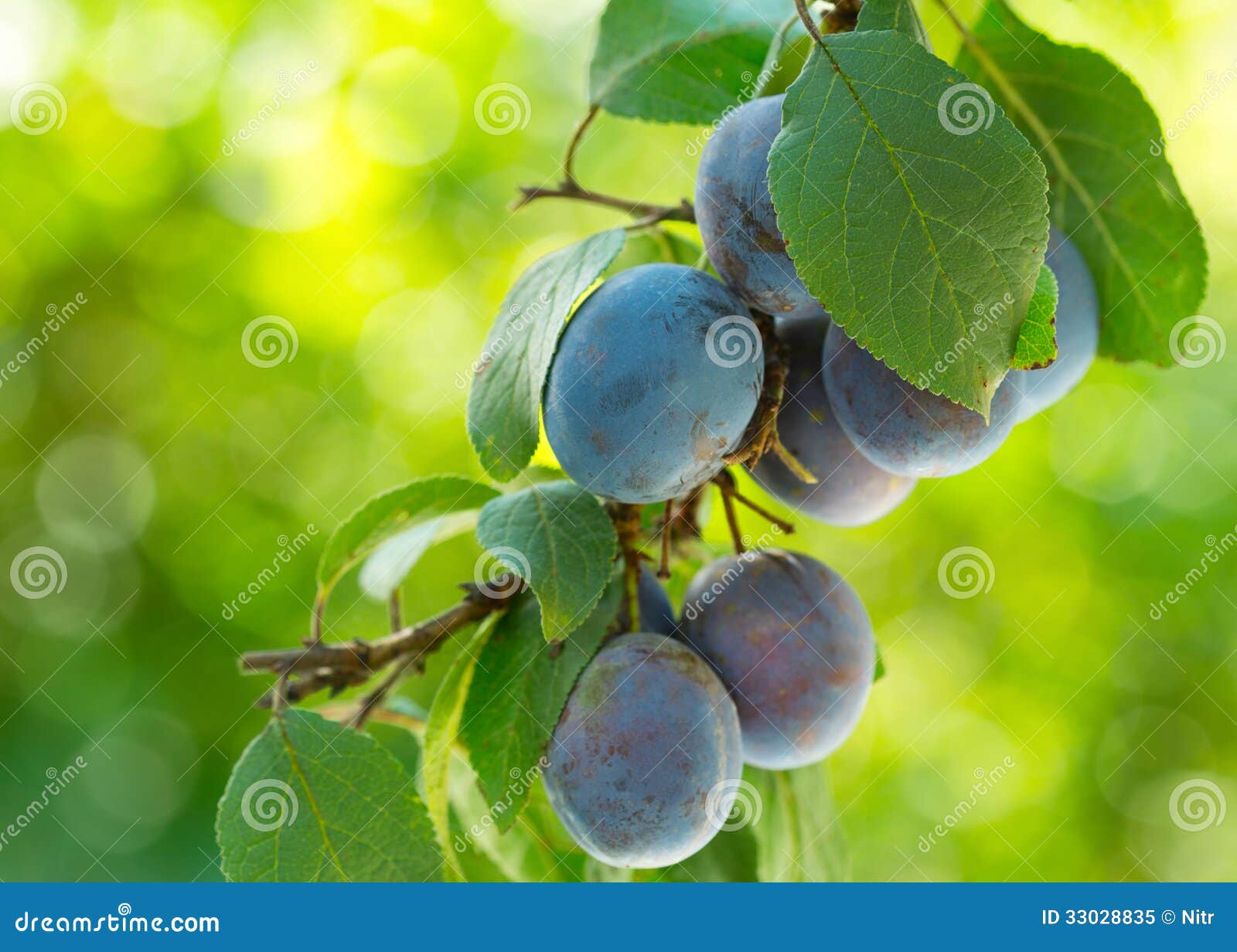 Blue plums stock image. Image of fruit, nutrition, grow 33028835