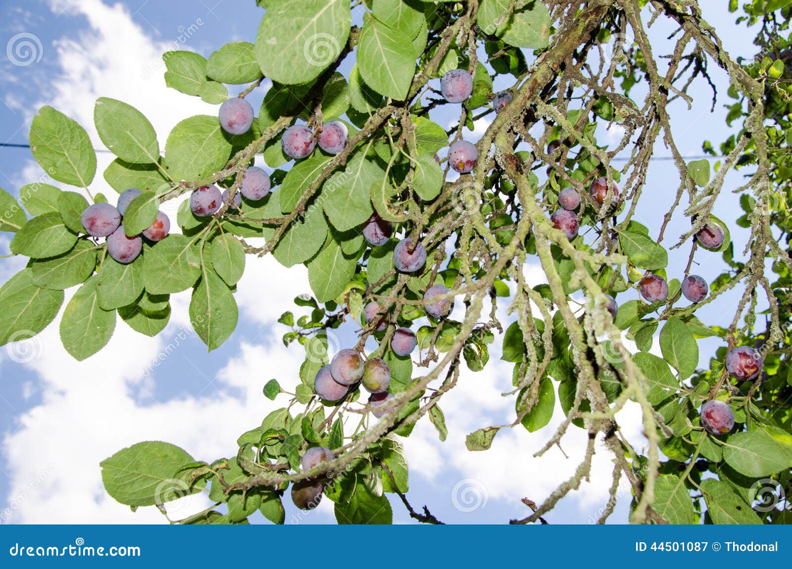 Blue plums on tree stock image. Image of plums, healthy 44501087