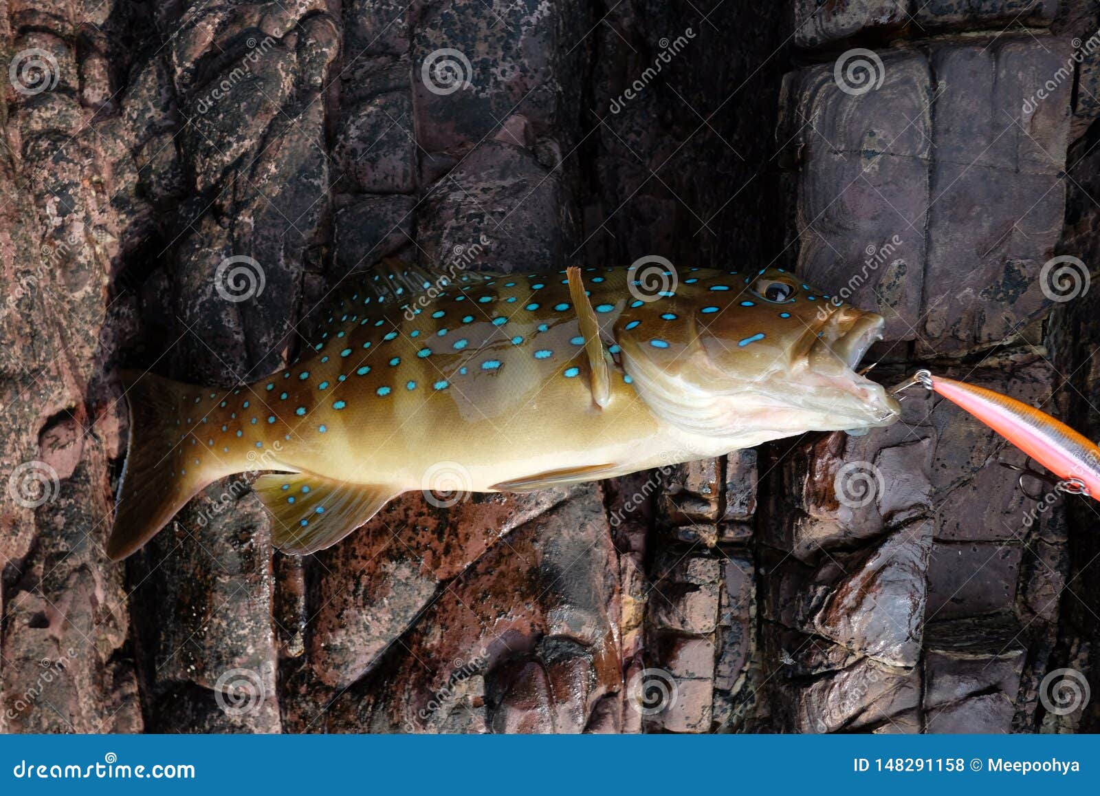 Blue Point Grouper Fish in the Lure Hook Stock Photo - Image of argus,  asia: 148291158