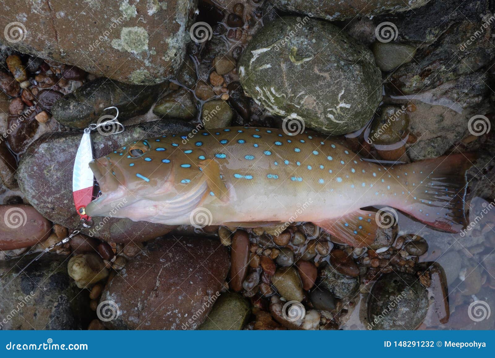 Blue Point Grouper Fish in the Lure Hook Stock Photo - Image of beauty,  ocean: 148291232