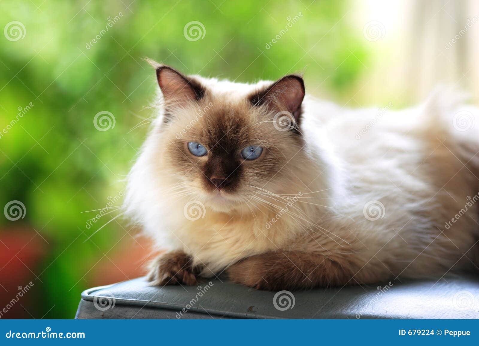 Purchase Tinker Toy Himalayan Cat Up To 62 Off