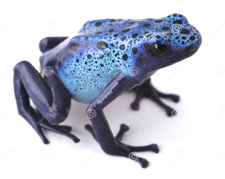 Blue Poison Dart Frog Amazon Rain Forest Stock Image - Image of amazon