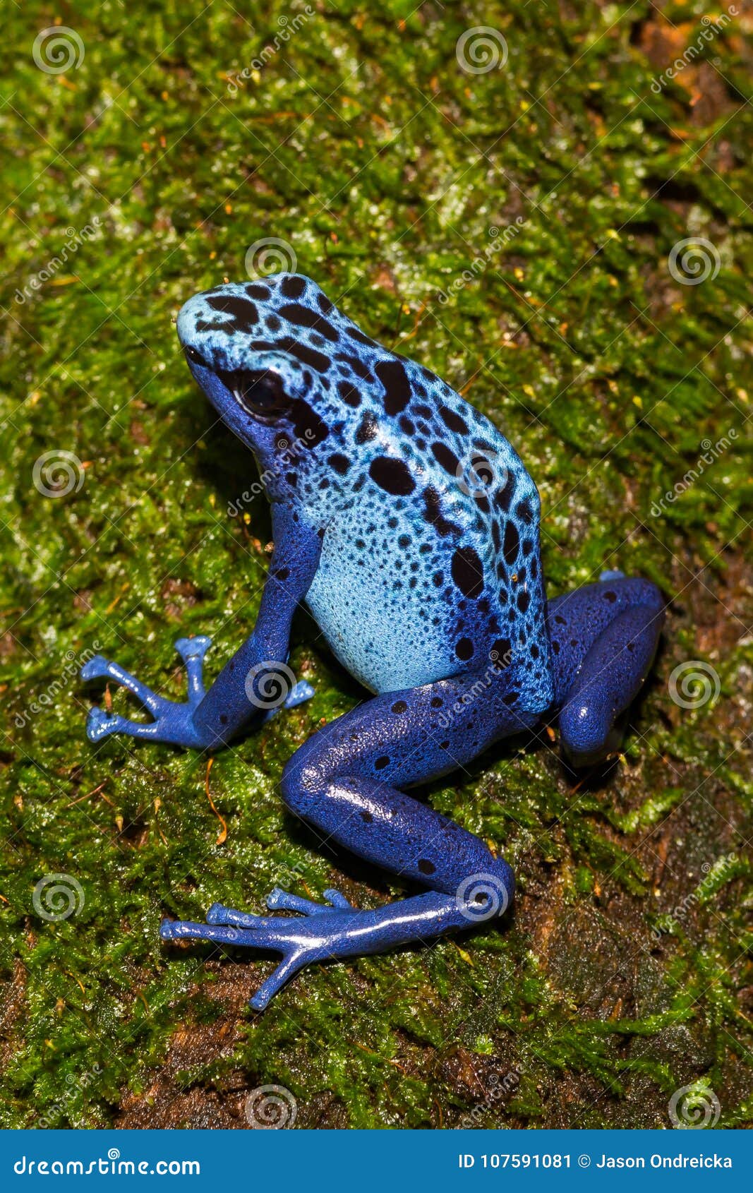 Blue Poison Dart Frog Climbing. Stock Image Image of amazing