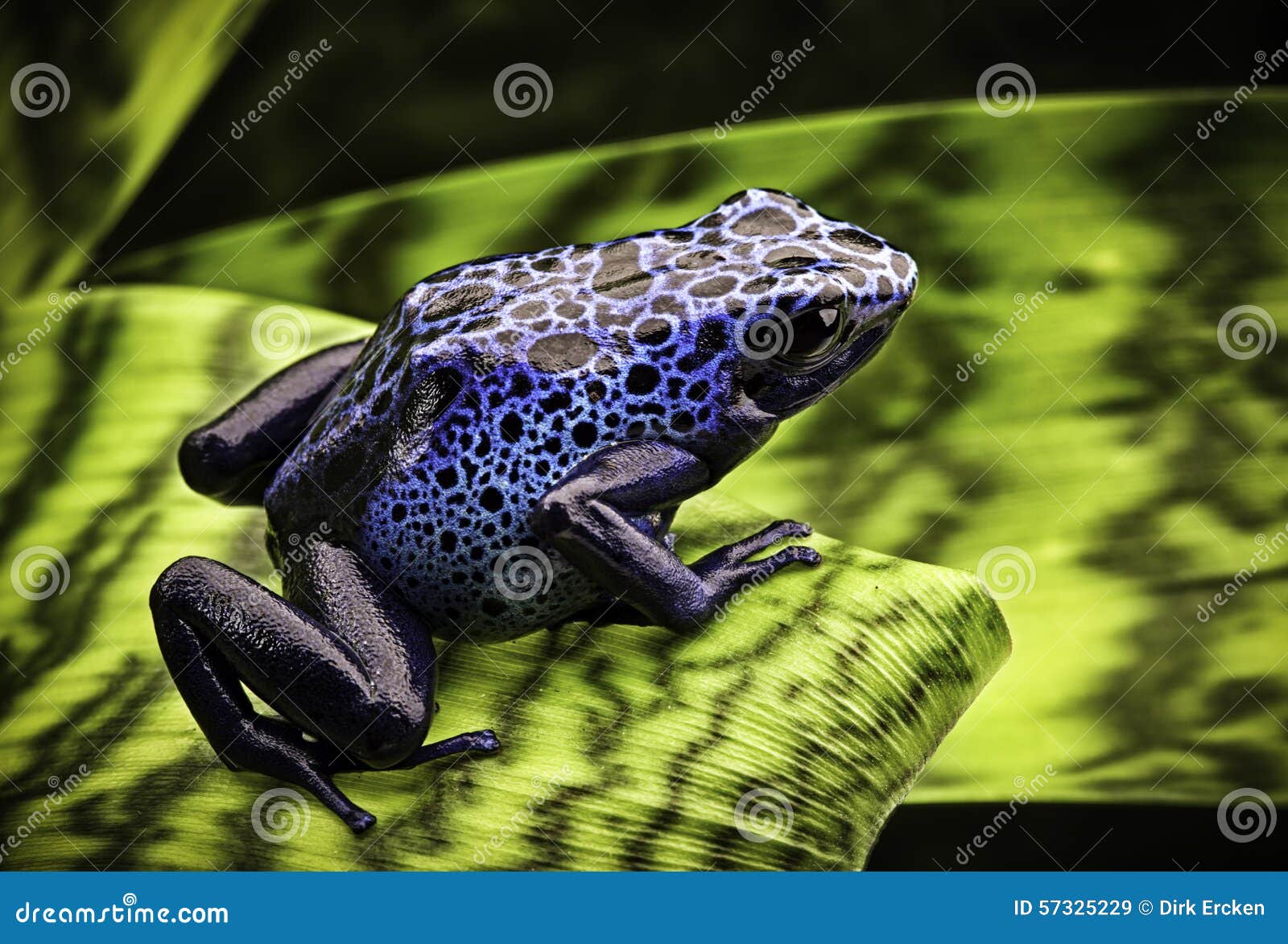 blue poison dart frog