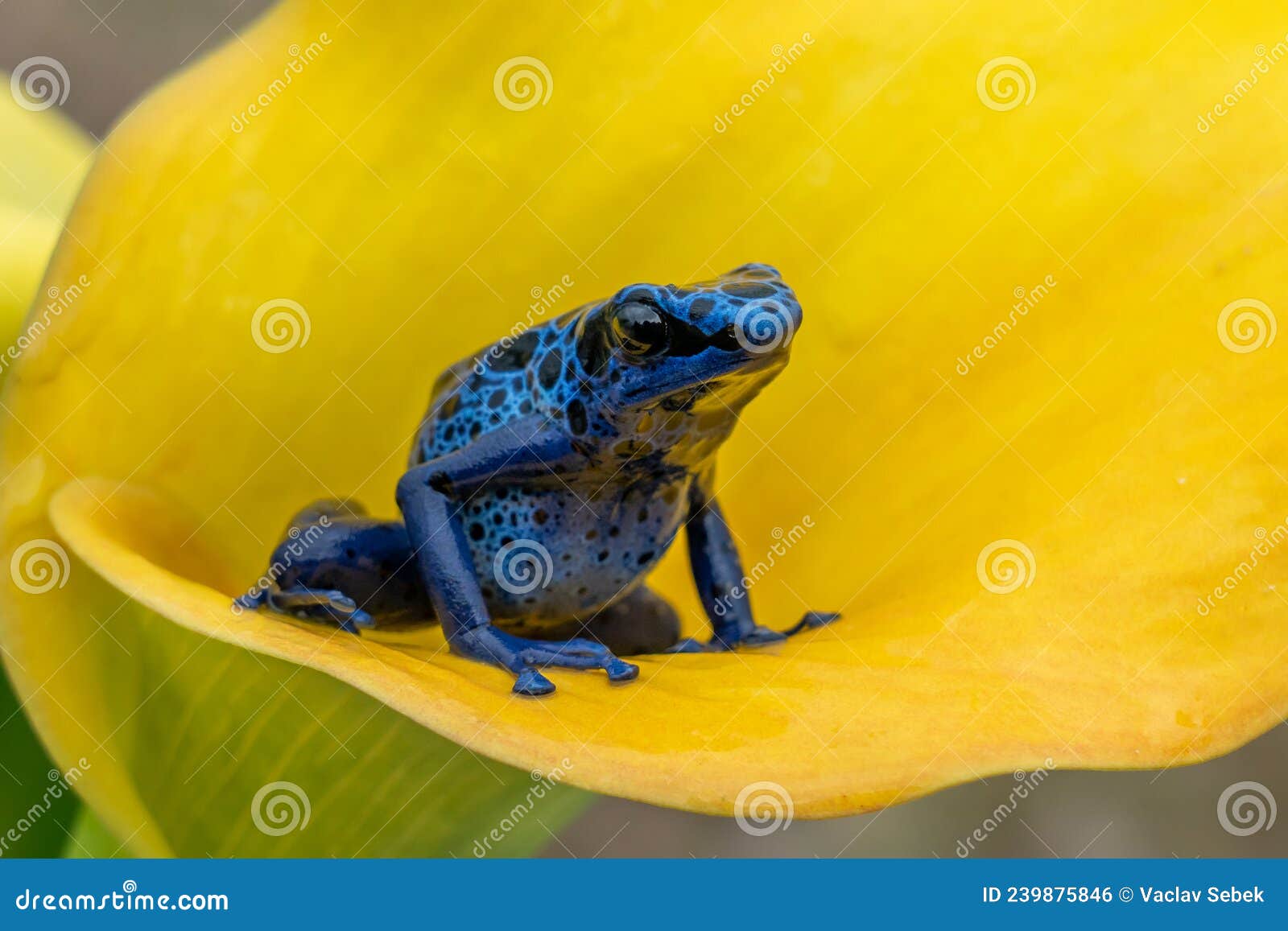 blue poison-dart frog