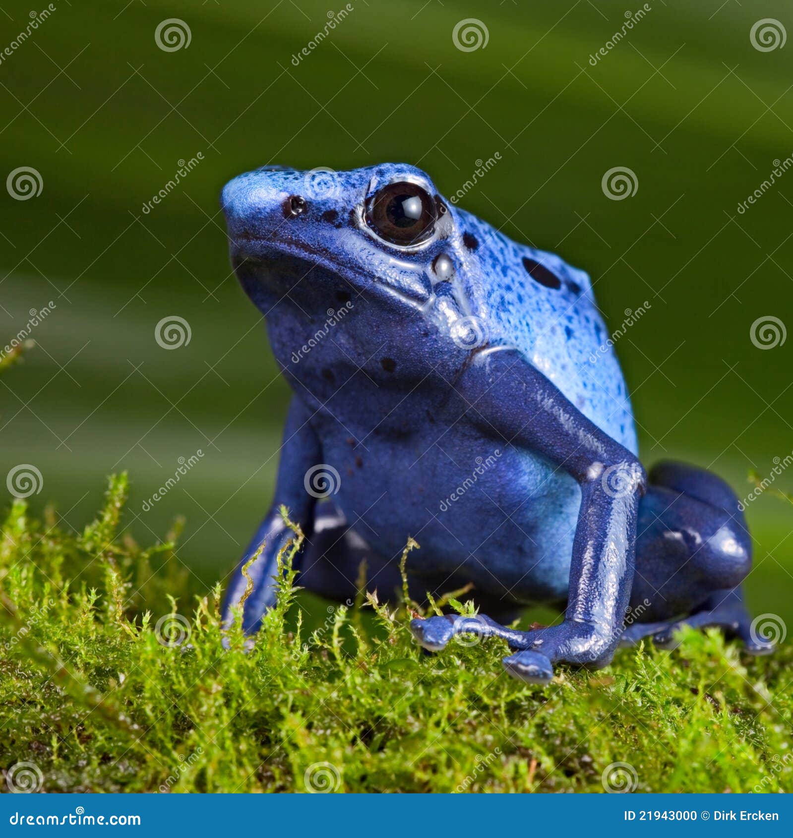 What Do You Feed A Poison Dart Frog - Jungle Jewel Exotics