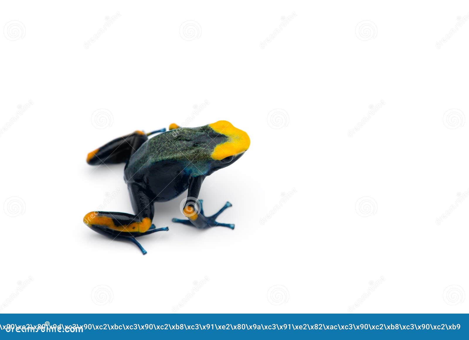 The Blue Poison Dart Frog Isolated on White Background Stock Image