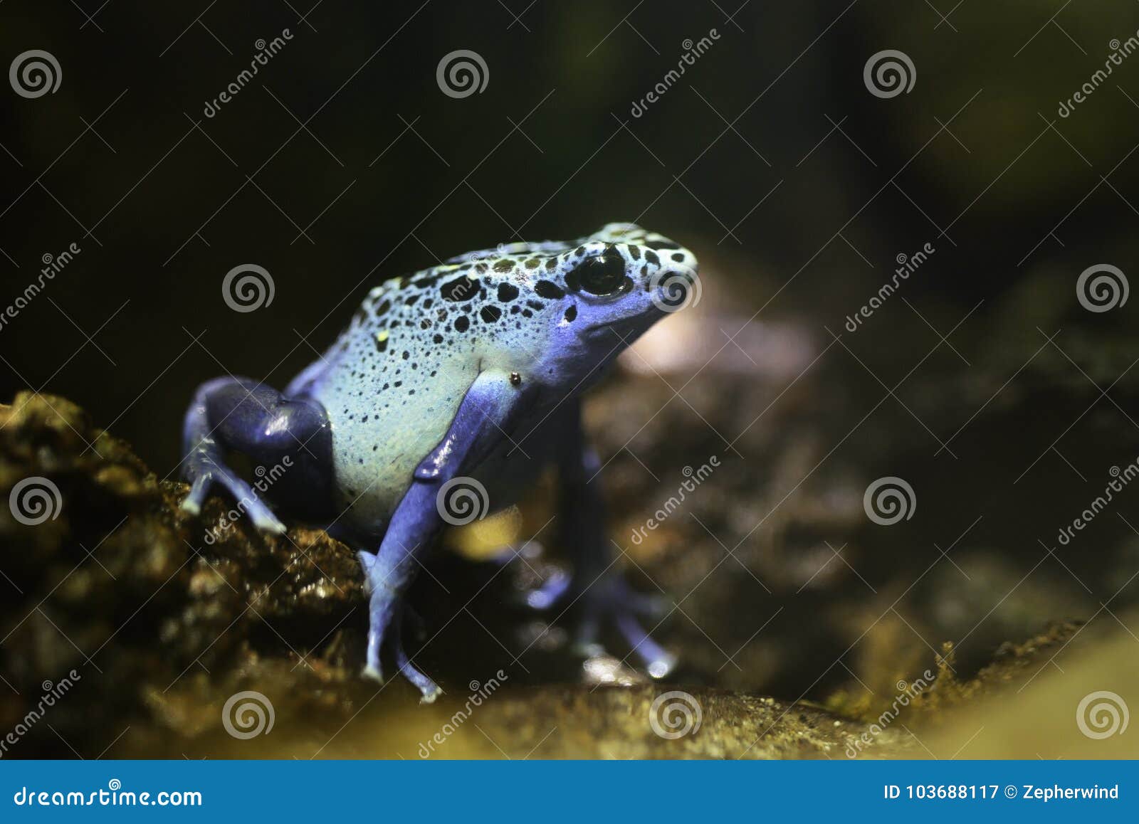 Blue Poison Dart Frog stock image. Image of forest, frog - 103688117