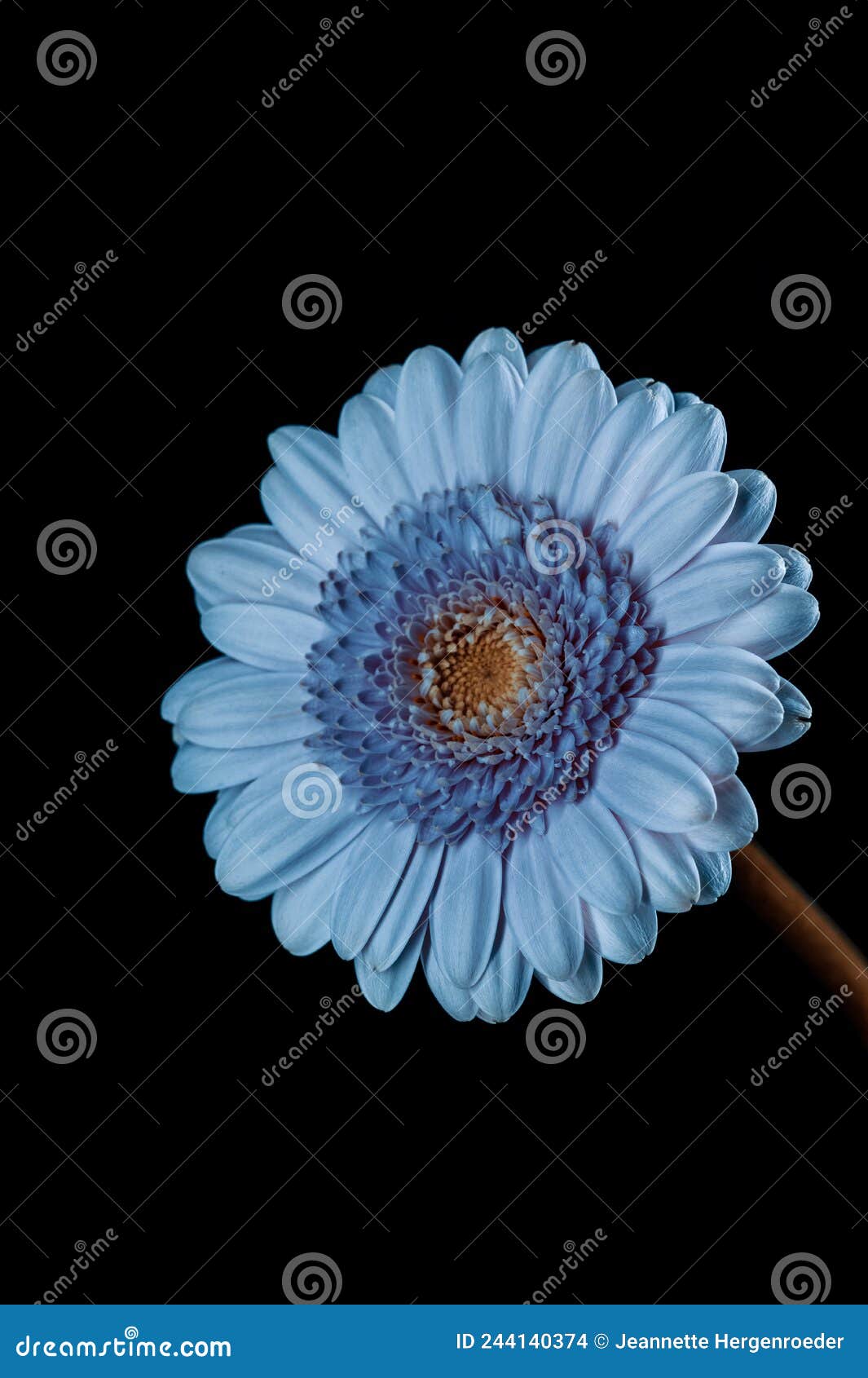 Blue Gerbera Daisy stock photo. Image of gerbera, background 244140374