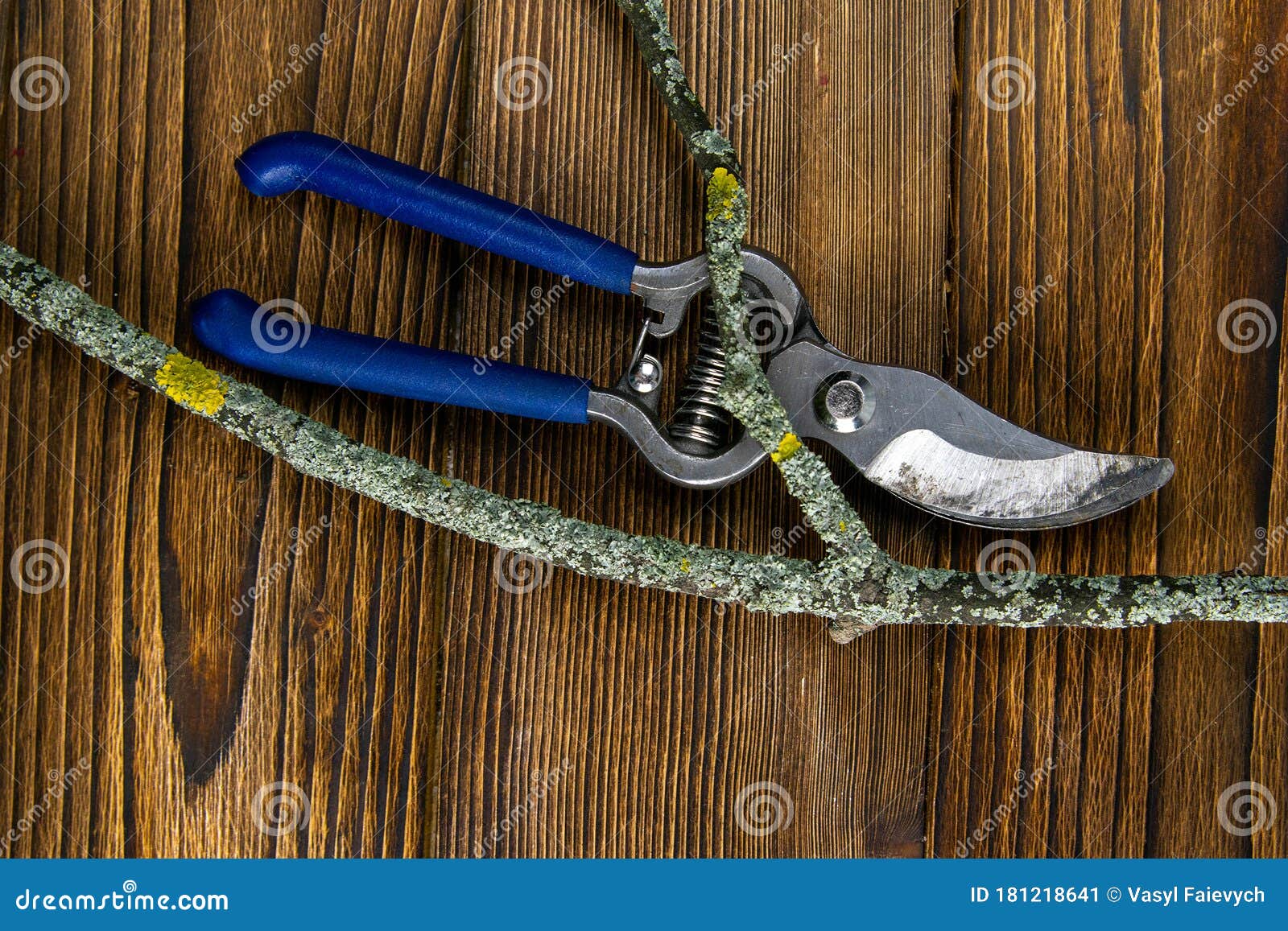 Blue Pruning Shears with a Branch on Wood Background Stock Image
