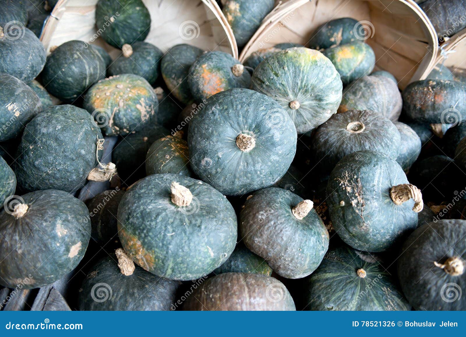Blue Pumpkins in Bushel Baskets Stock Photo Image of holiday, squash