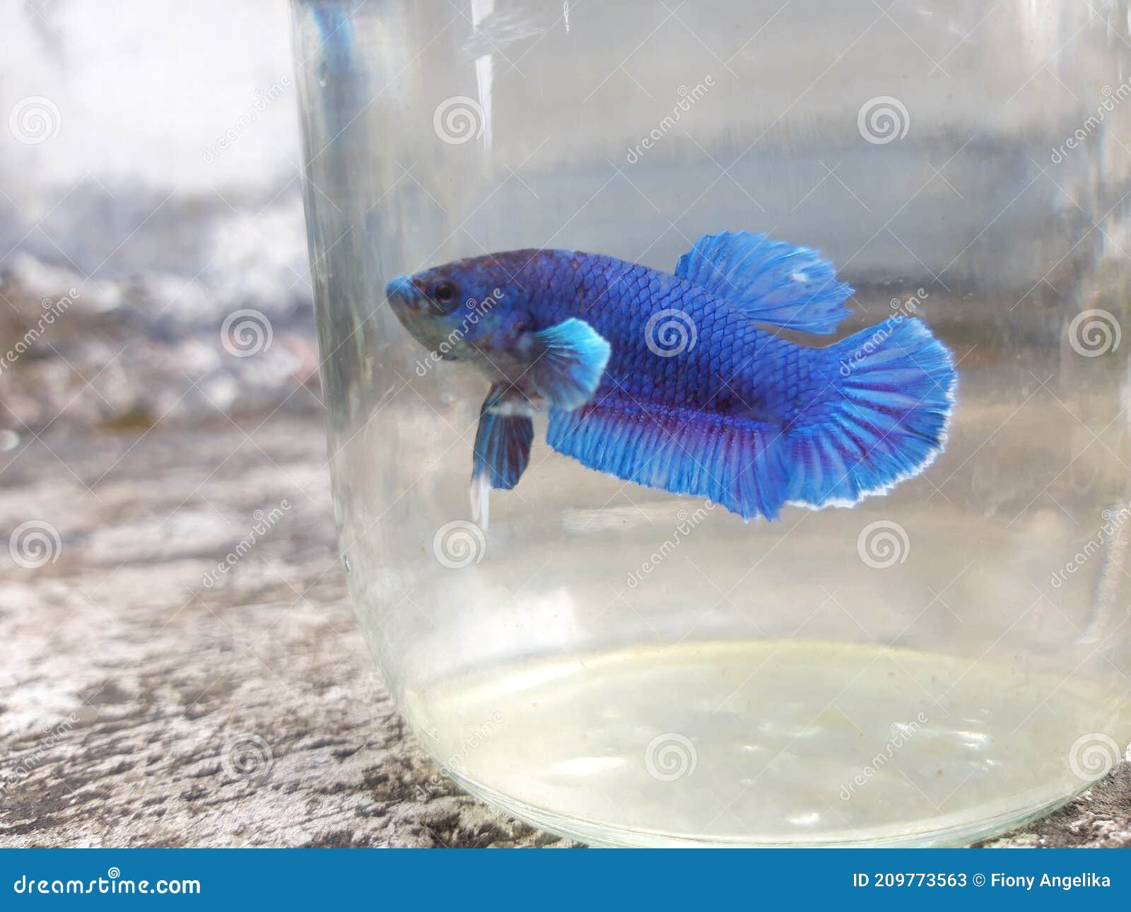 betta fish jar