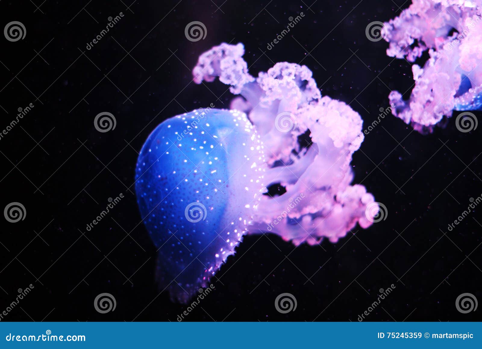 blue and purple jellyfishes