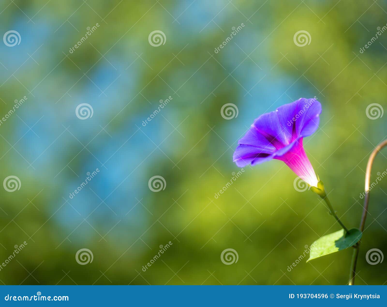 blue and purple morning glory flower backlit by sun on colorful nature bokeh background