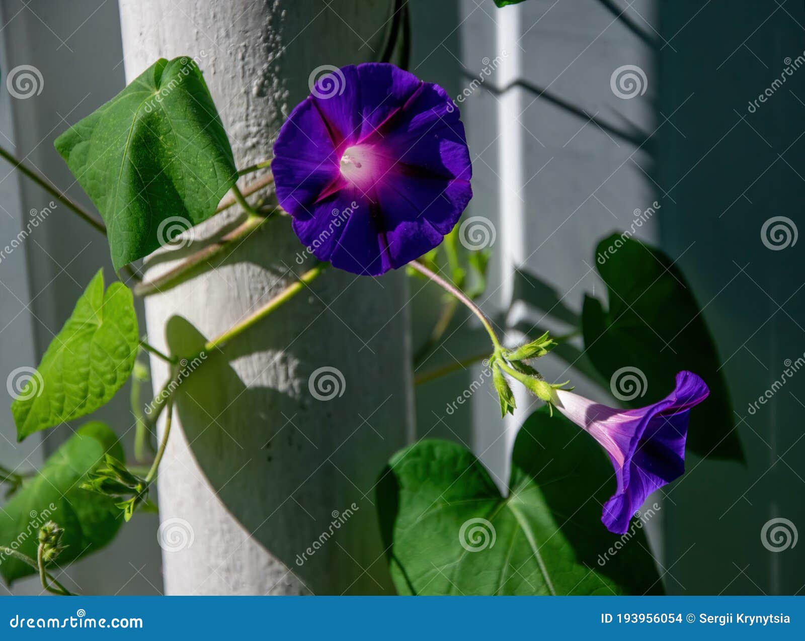 blue and purple morning glory flowers curling around a pillar