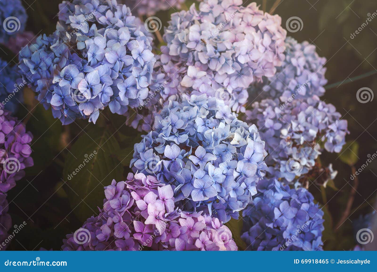 Blue, Purple and Pink Hydrangea Stock Image - Image of garden, himalaya ...