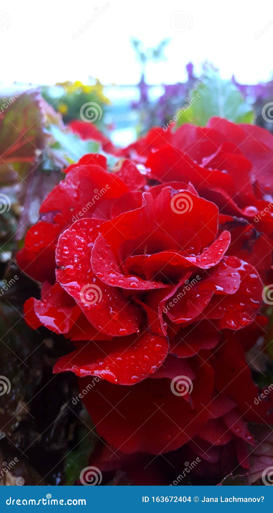 raindrops on a red rose.