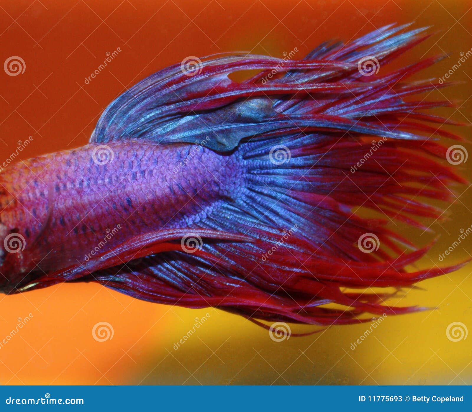 Blue and Red Betta fish stock image. Image of tail, iridescent - 11775693
