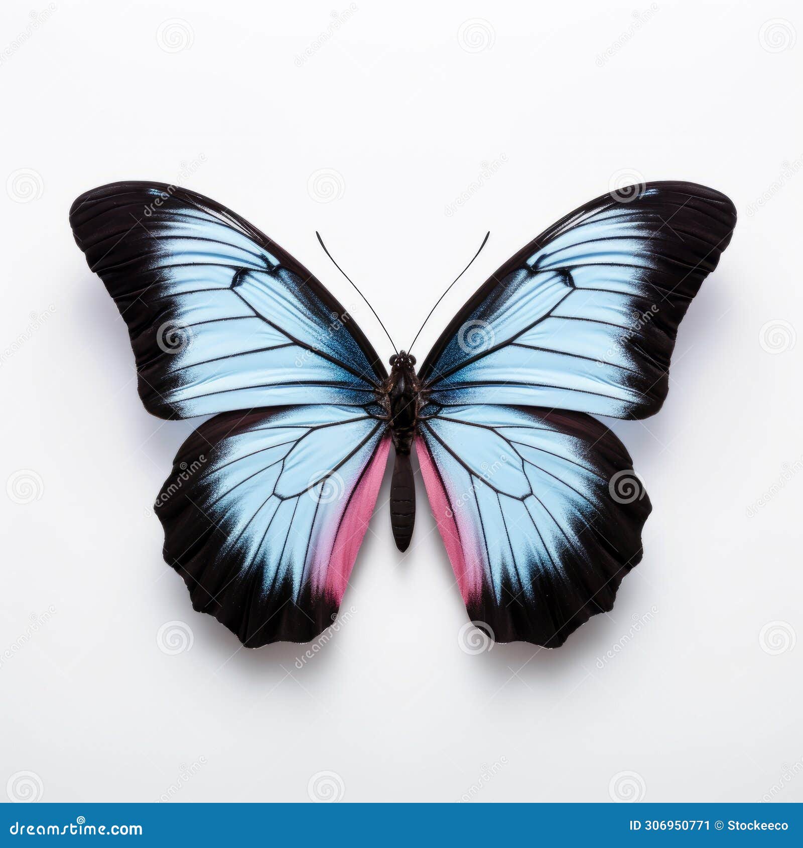 blue butterfly with pink hair: photography installation on white background