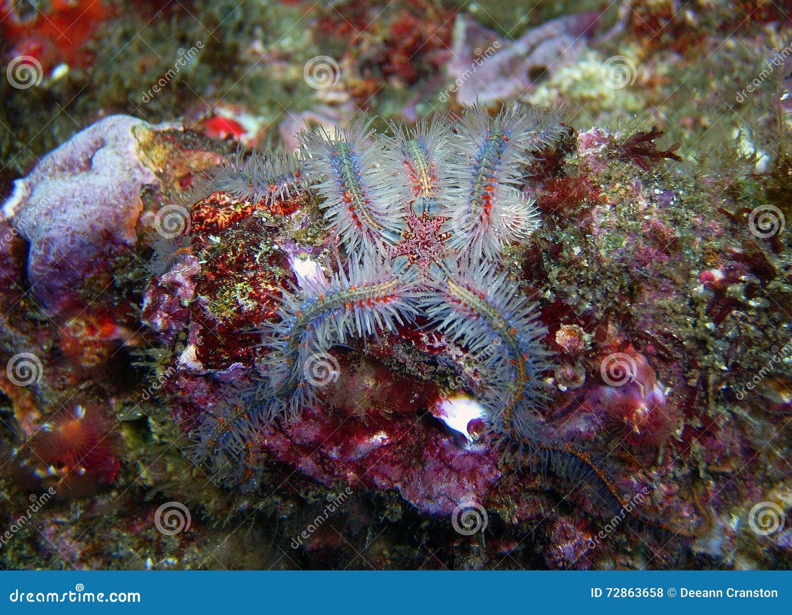 Blue and red Spiny Brittle Star on a colorful reef found off of central California s Channel Islands.