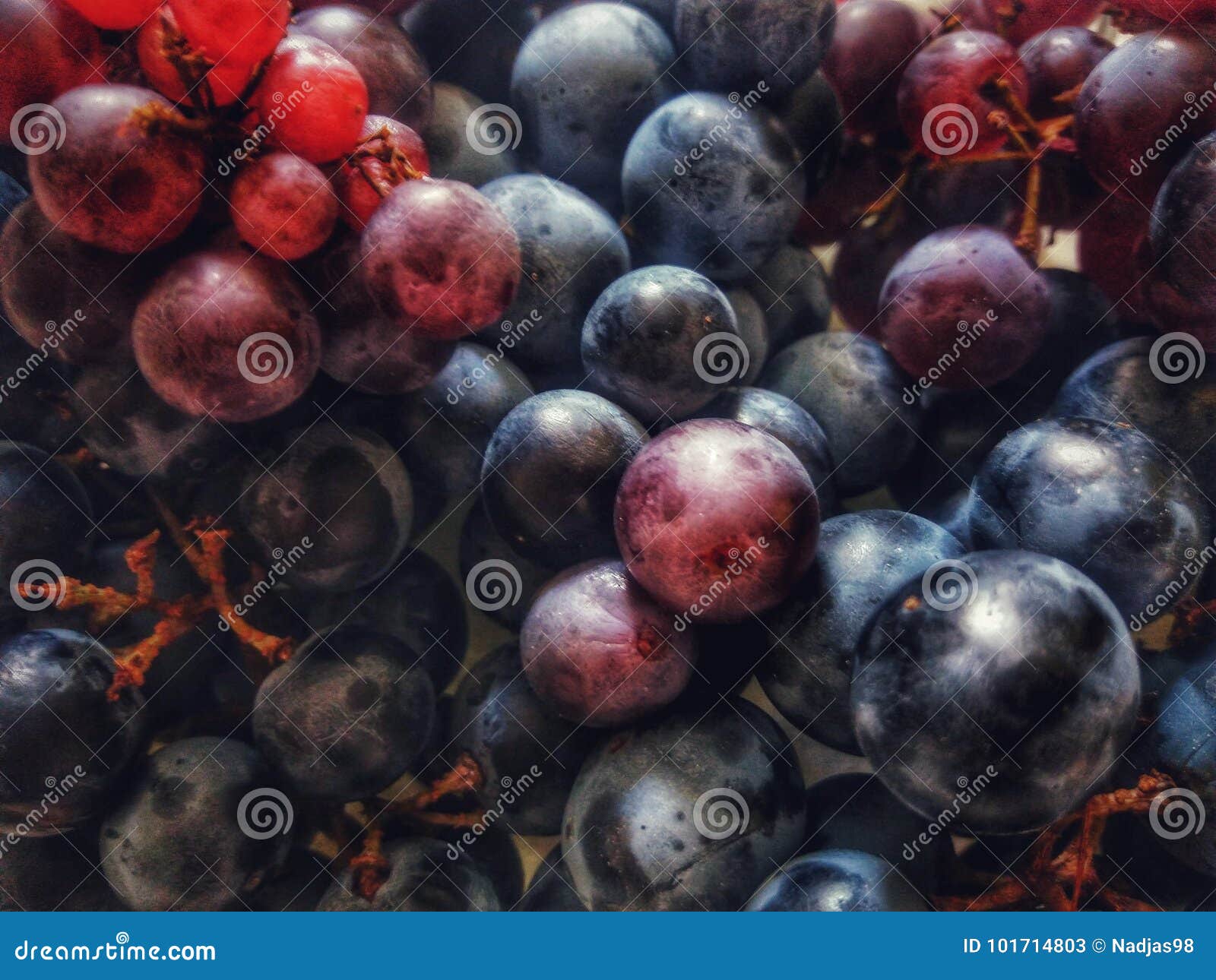 Blue and red wine grapes stock image. Image of calcium 101714803