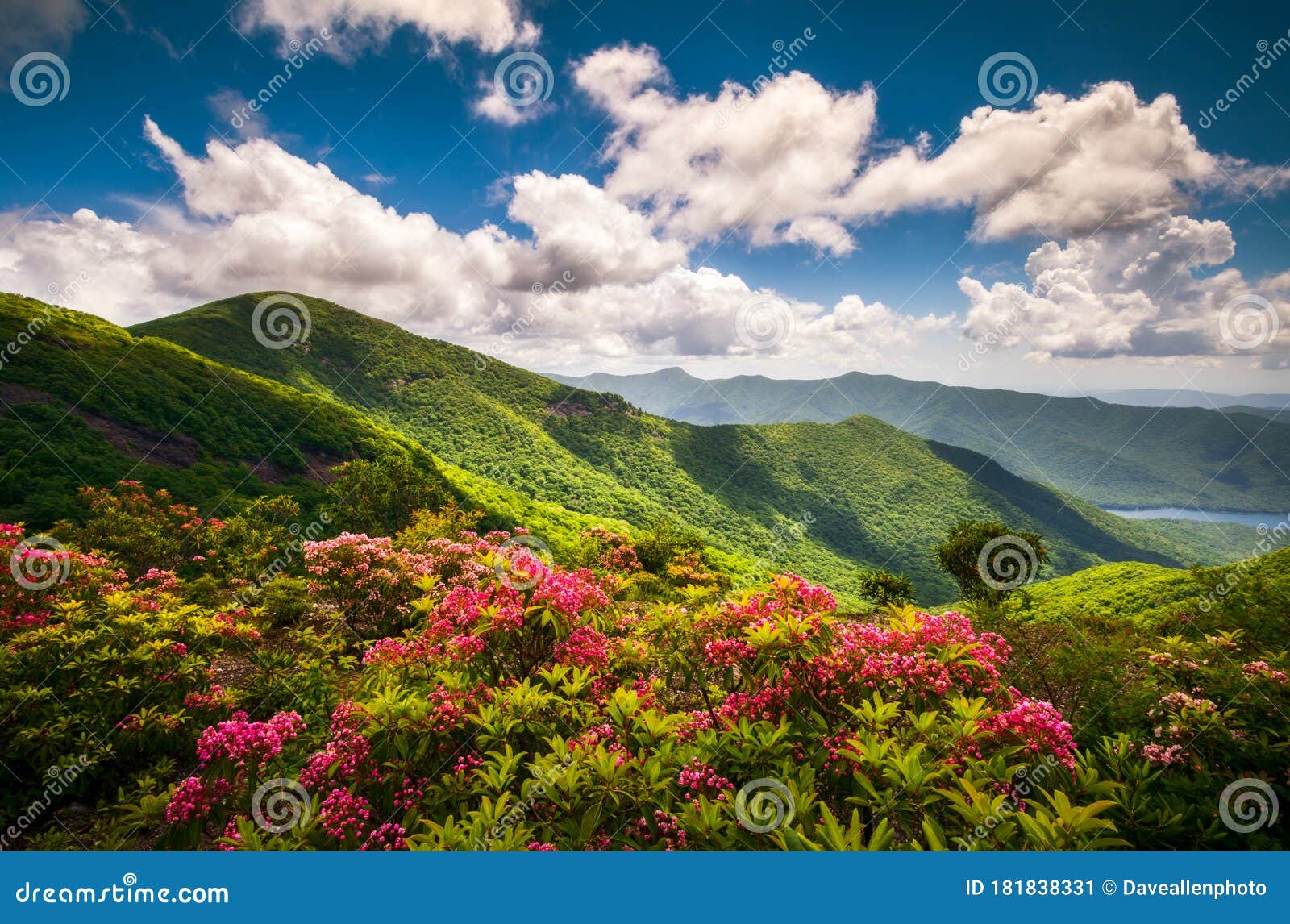 blue ridge parkway north carolina scenic summer flowers mountain landscape photography