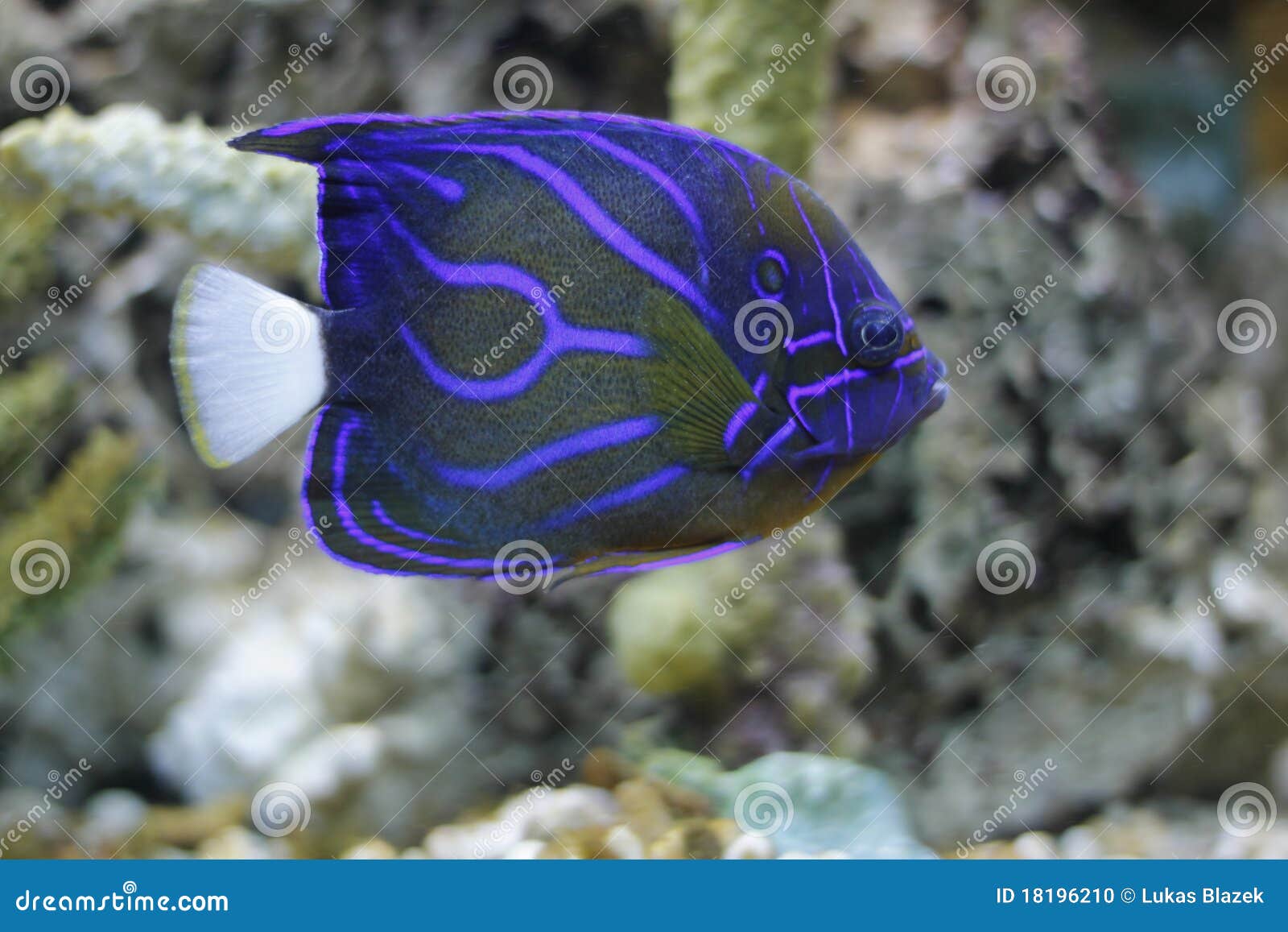 Blue Ring Angelfish White Background Orange Fish Blue Stripes Stock  Illustration by ©richcarey #332877850