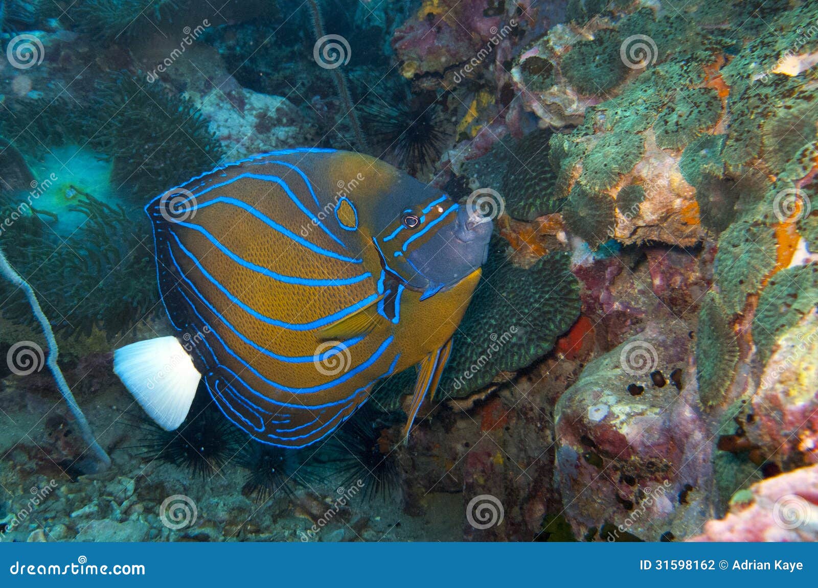 Stock photo of Blue-ringed angelfish (Pomacanthus annularis) composite  image on black…. Available for sale on www.naturepl.com