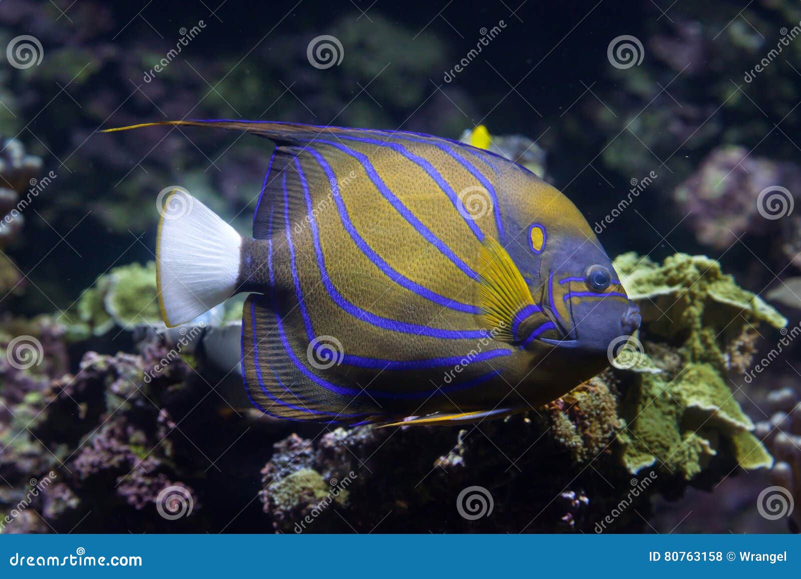 Blue Ring Angelfish Pomacanthus Annularis Aquarium Stock Photo 60476812 |  Shutterstock