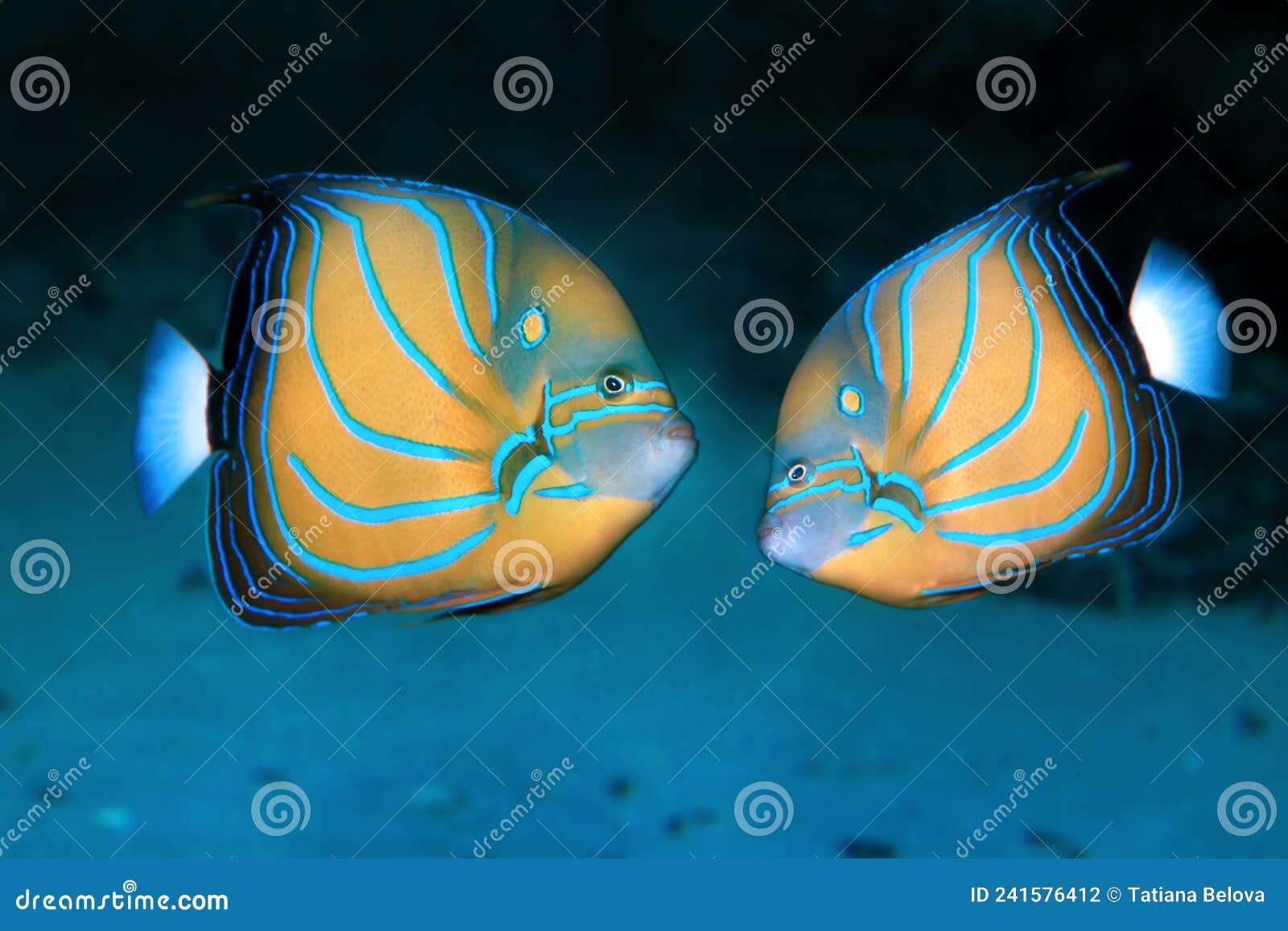 Section: Fish Library: Group: Angelfishes: Species: Pomacanthus annularis ( Blue-ring Angelfish, Annularis Angelfish, Blue King Angelfish)
