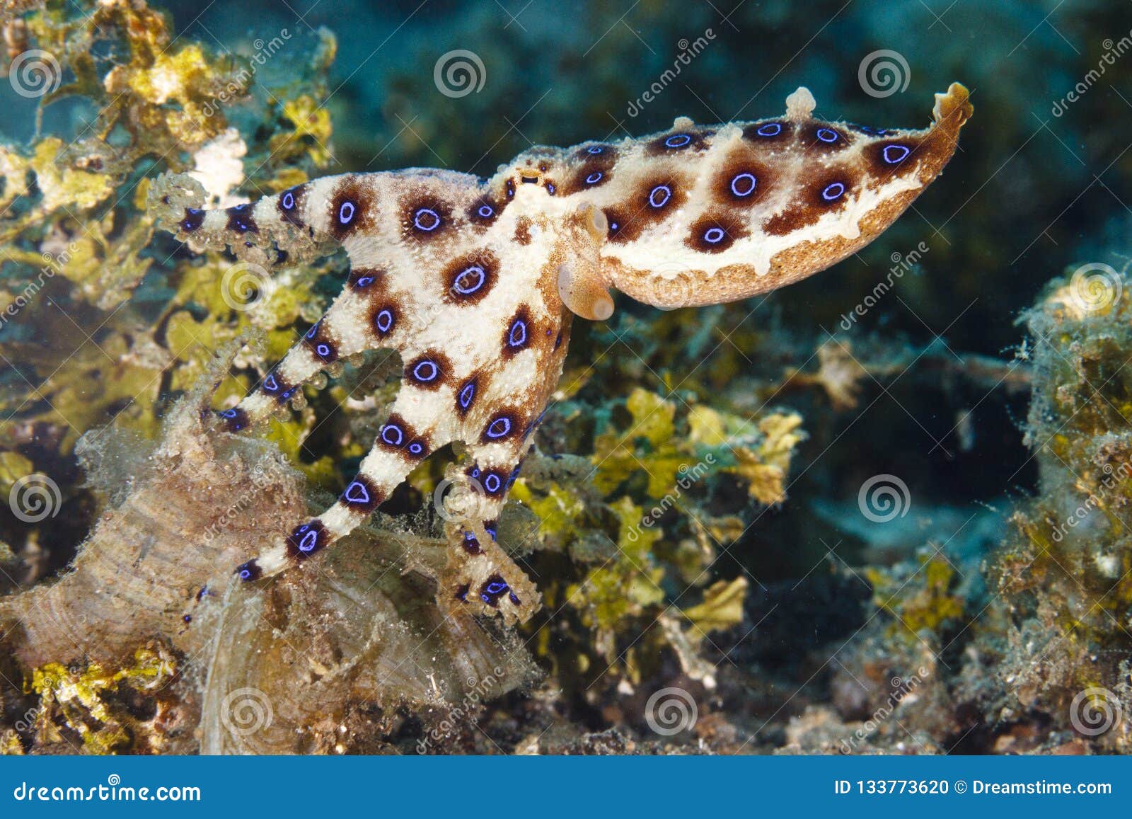 blue ringed octopus on reeftop in lembeh strait, indonesia