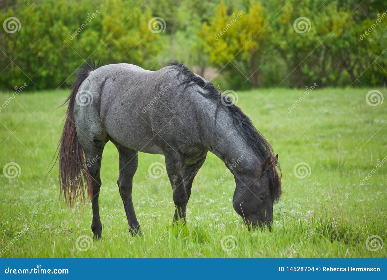 blue roan quarter horse stud