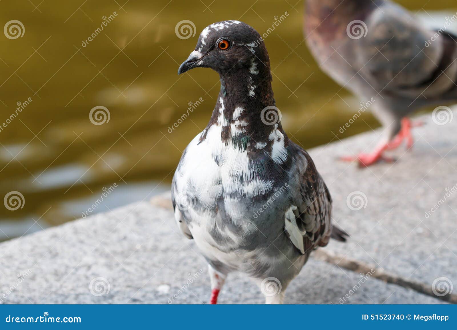 Blue rock pigeon stock photo. Image of bird, outdoor 51523740