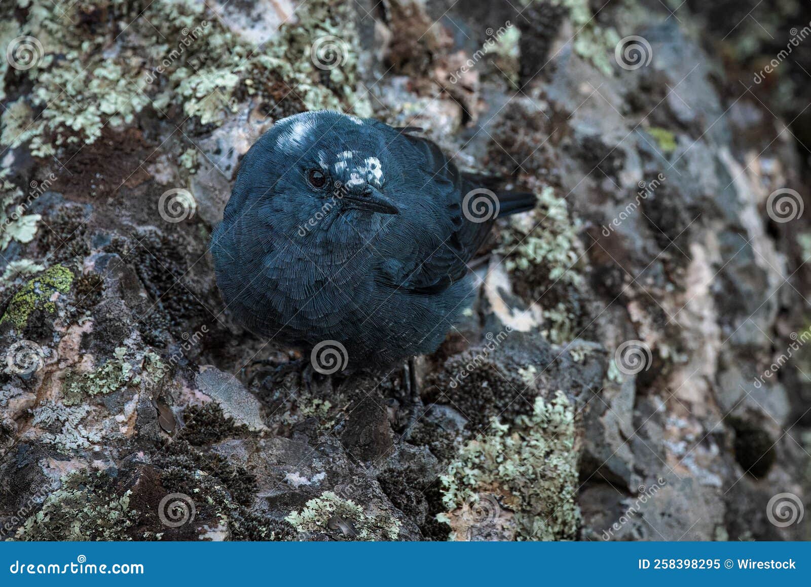 Blue Rock Thrush Bird on a Rock. Stock Image - Image of blue, monticola