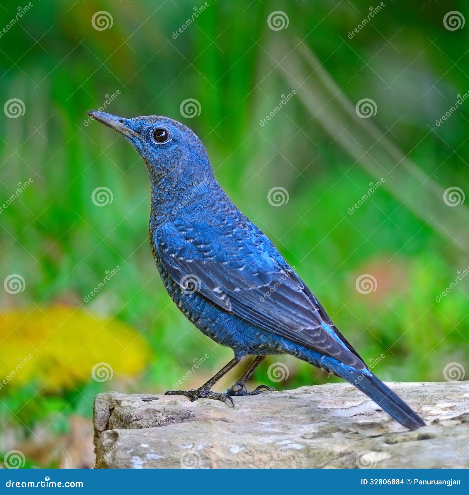 Blue Rock-Thrush stock photo. Image of blue, avian, rockthrush - 32806884