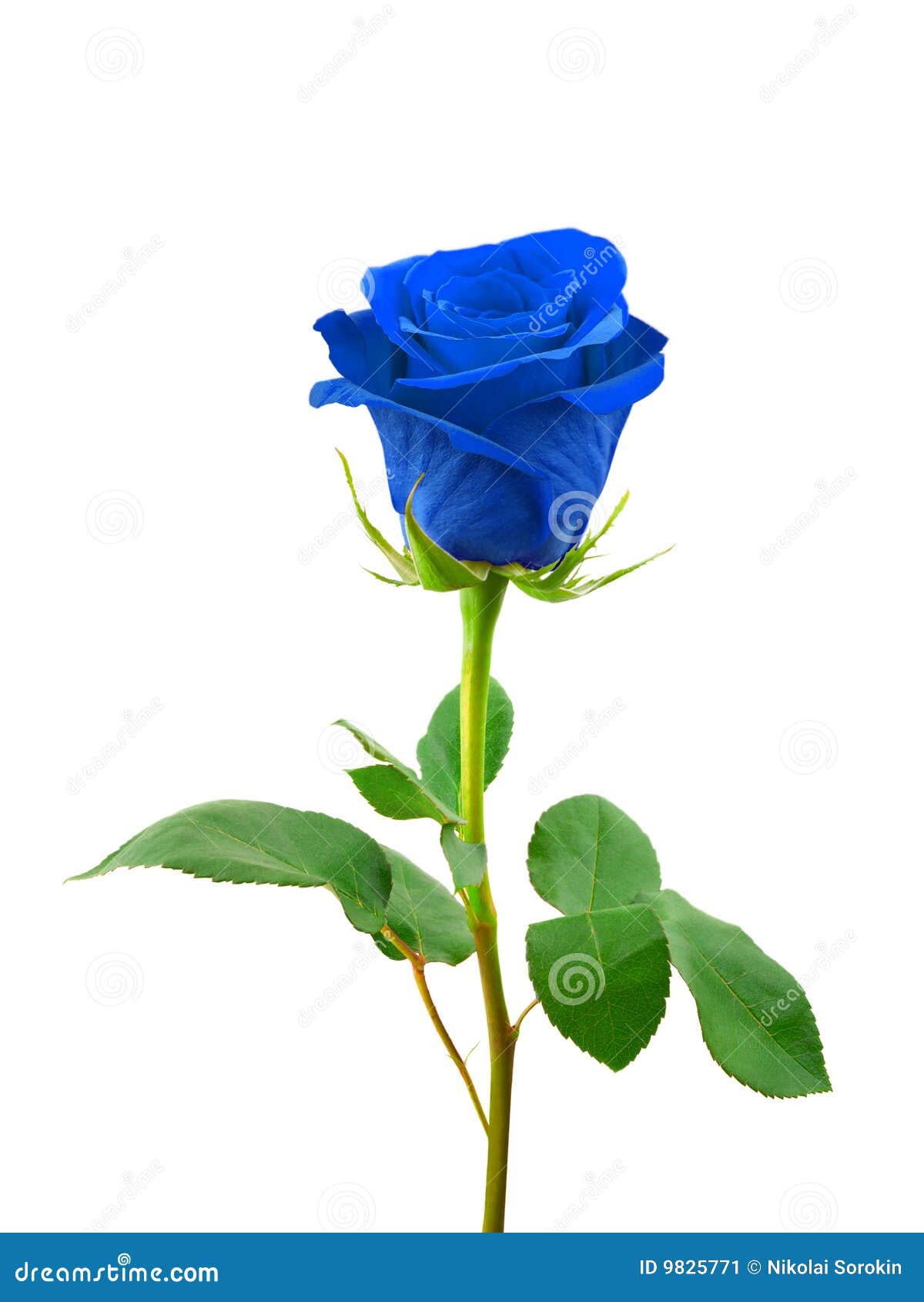 Blue rose stock image. Image of floral, green, gift, color - 9825771