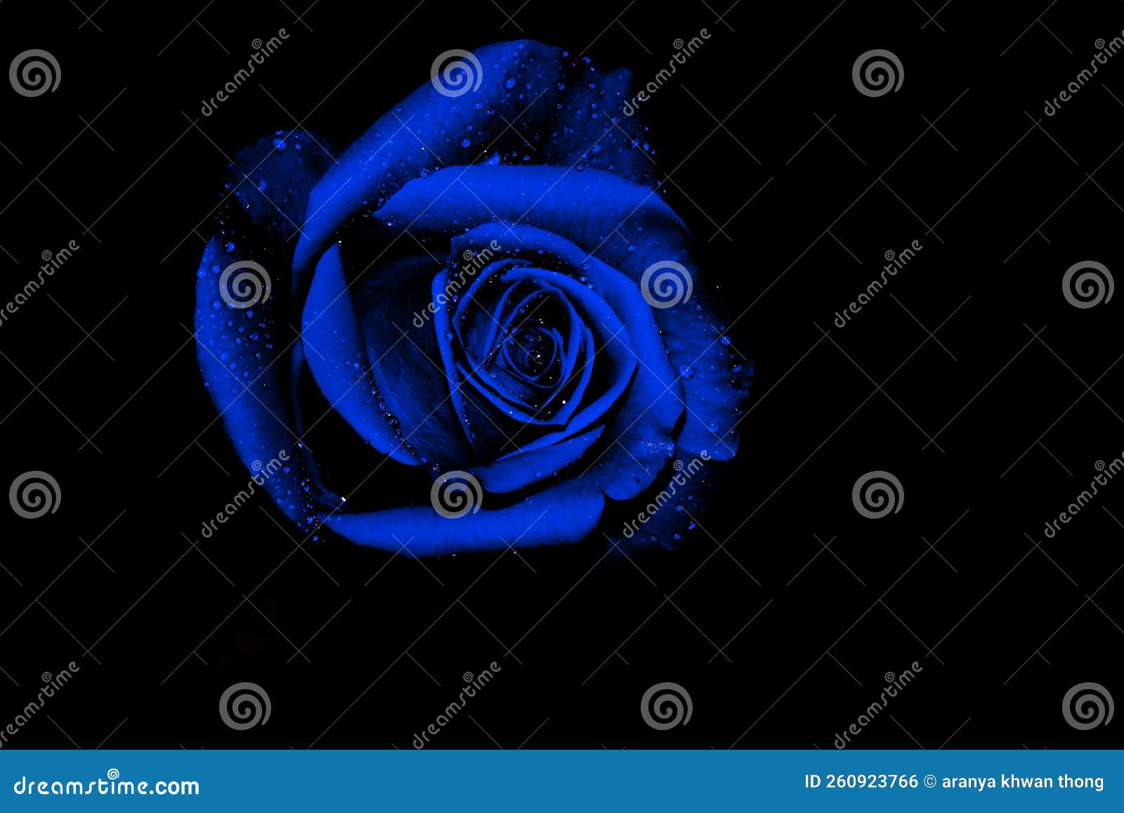 Blue Rose on Black Background Stock Photo Image of design, blossom