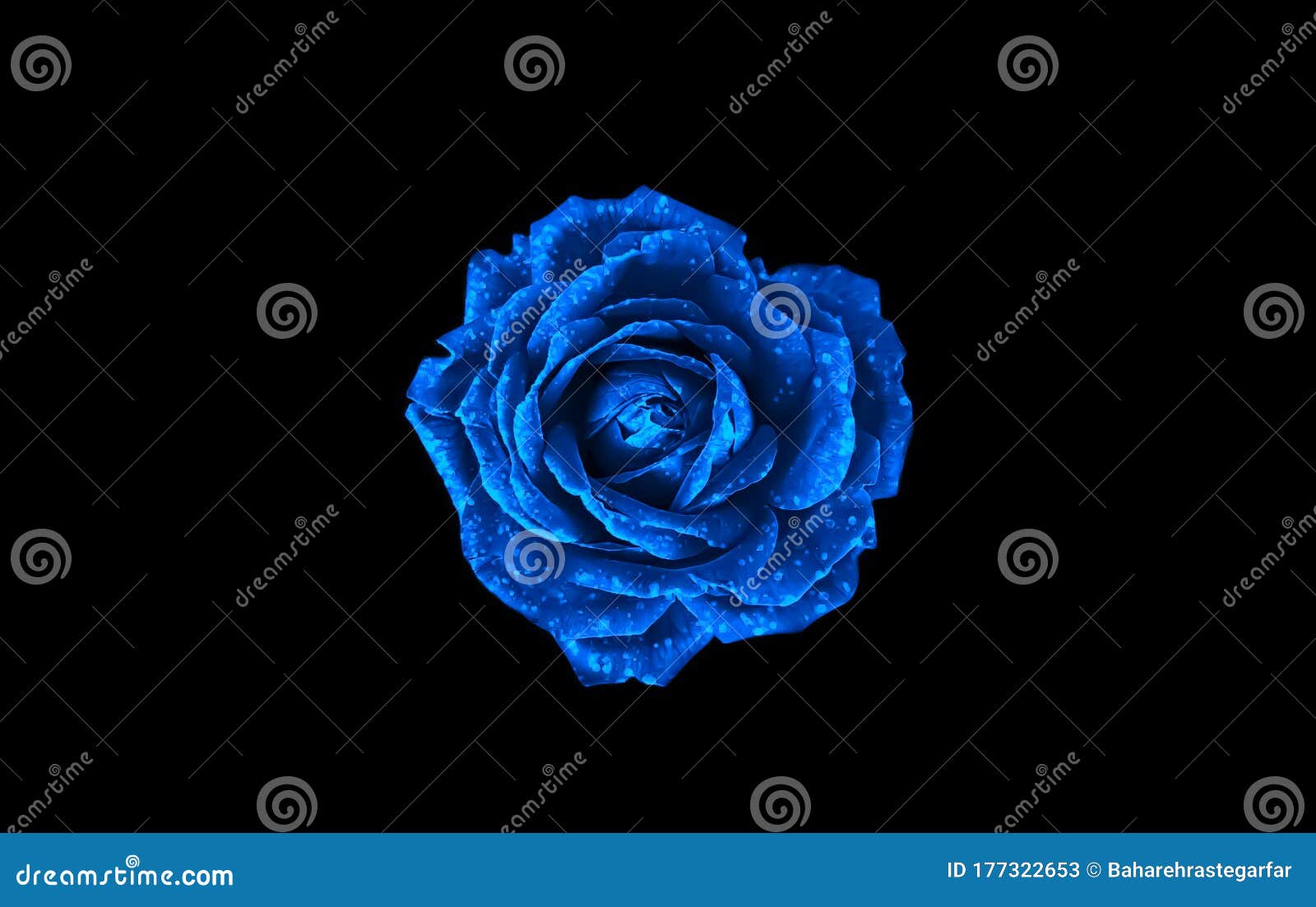 Blue Rose on Black Background Stock Image - Image of sparkling ...