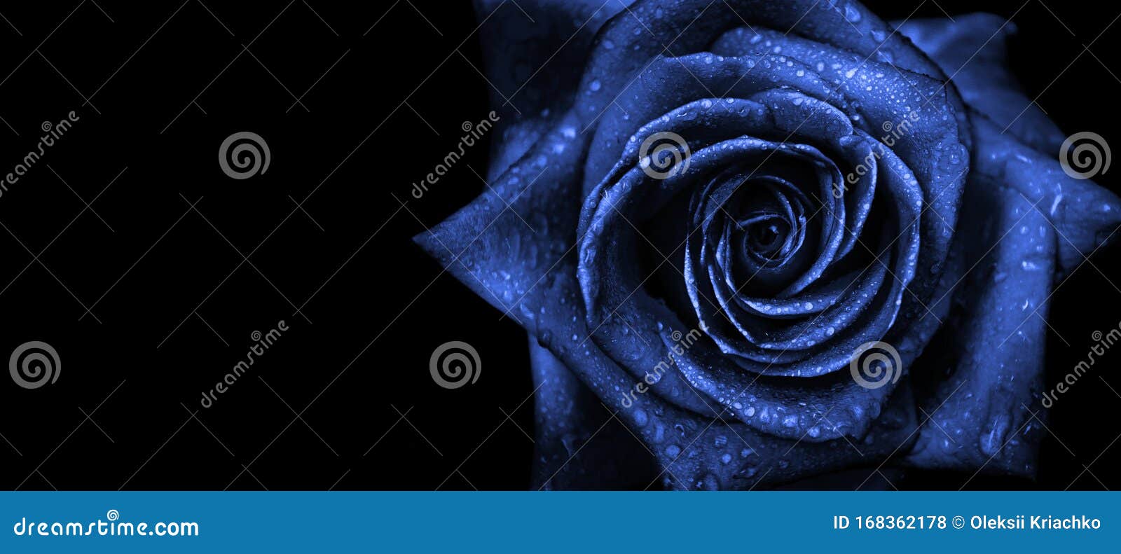 Blue Rose on a Black Background. Rose in Droplets of Water. 2020 Trend