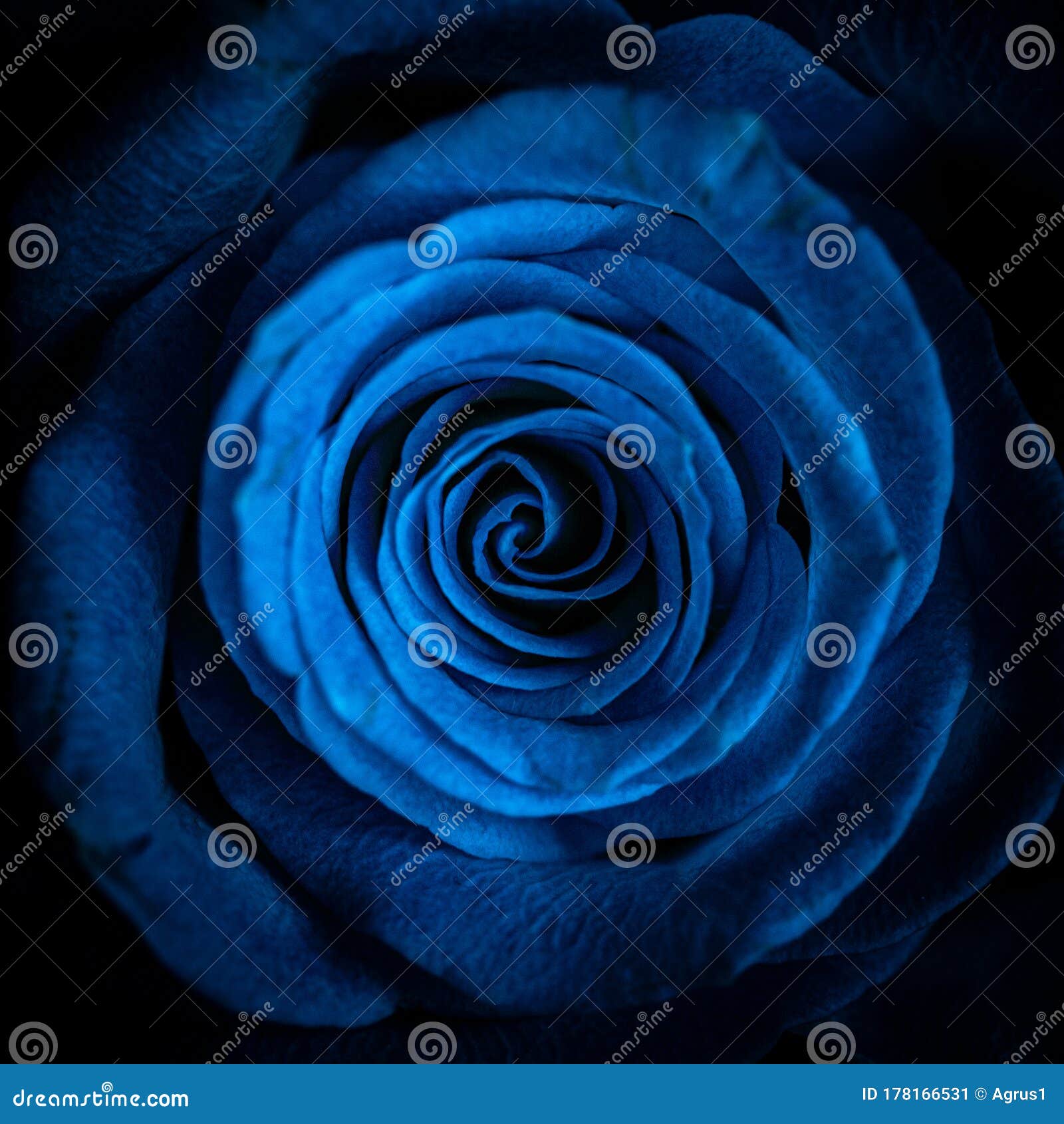 Blue Rose on Black Background Stock Image - Image of valentine